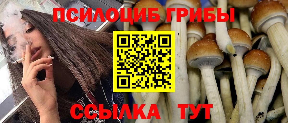 Галлюциногенные грибы Psilocybine cubensis  Вход с VPN  хочу   Галлюциногенные грибы прущие грибы  Рославль 